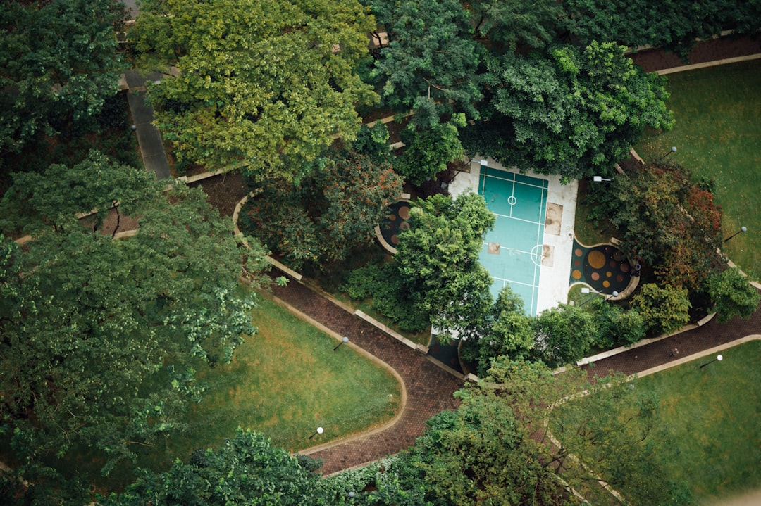 aerial view of green trees and green grass field