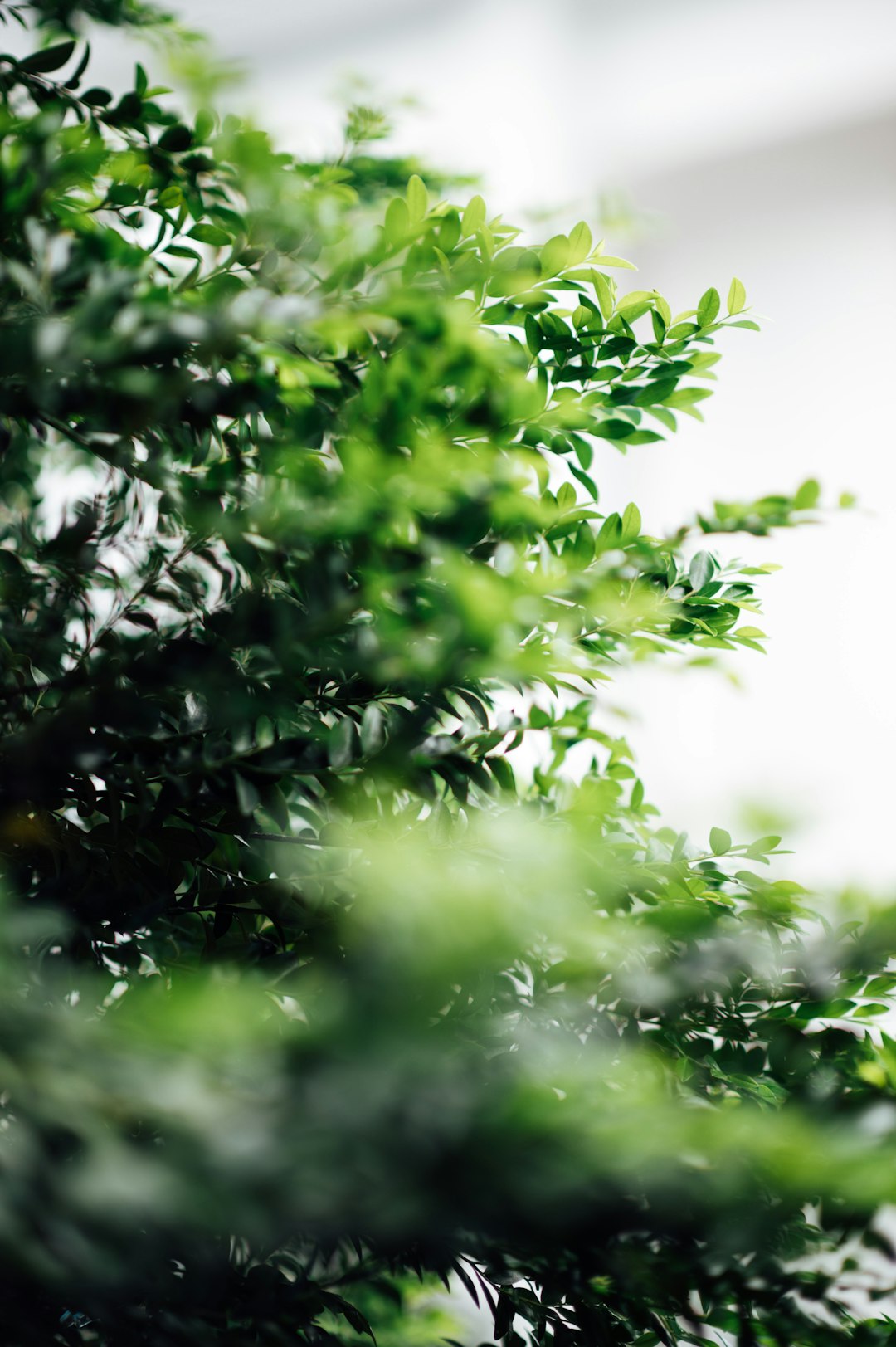 green leaves in tilt shift lens