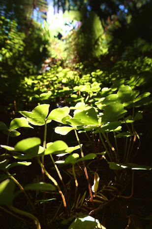 Close-up of vibrant green medicinal plants growing wild in a sunlit forest clearing.
