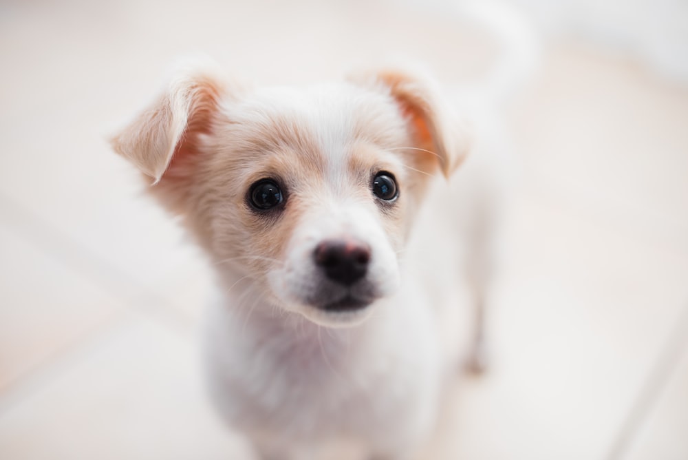 white and brown short coated puppy