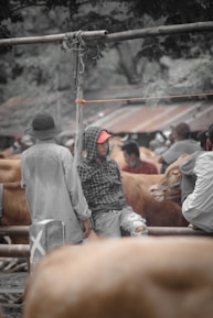 Several individuals are gathered around a fenced area with cows. One person wearing a hooded jacket with a red cap is leaning casually against the fence, while another stands nearby with a hat. The scene appears to be a market setting where livestock is being handled or traded.