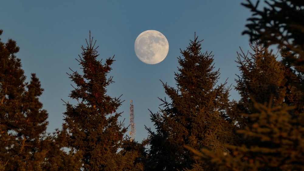 Luna llena sobre árboles verdes