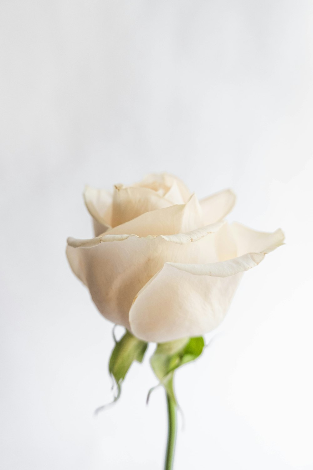 Rosa blanca en fotografía de primer plano