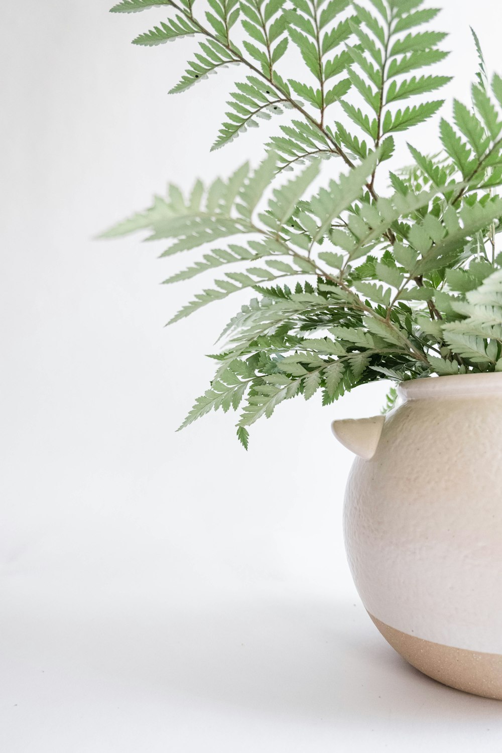 grüne Pflanze auf weißer Keramikvase