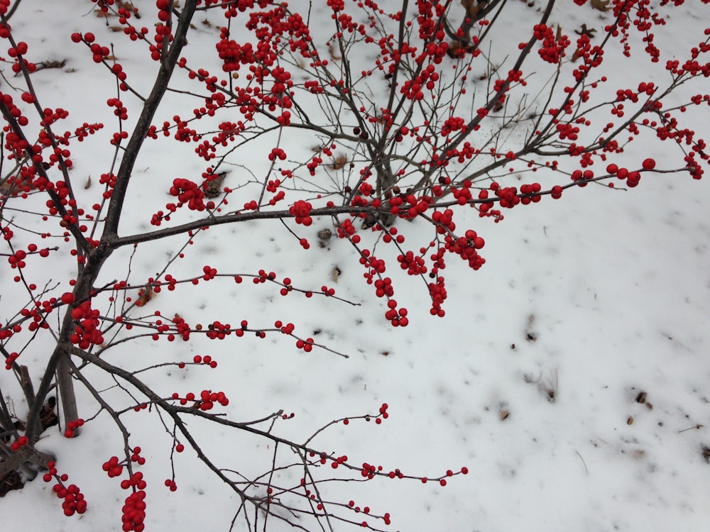 red and white flowers on tree branch