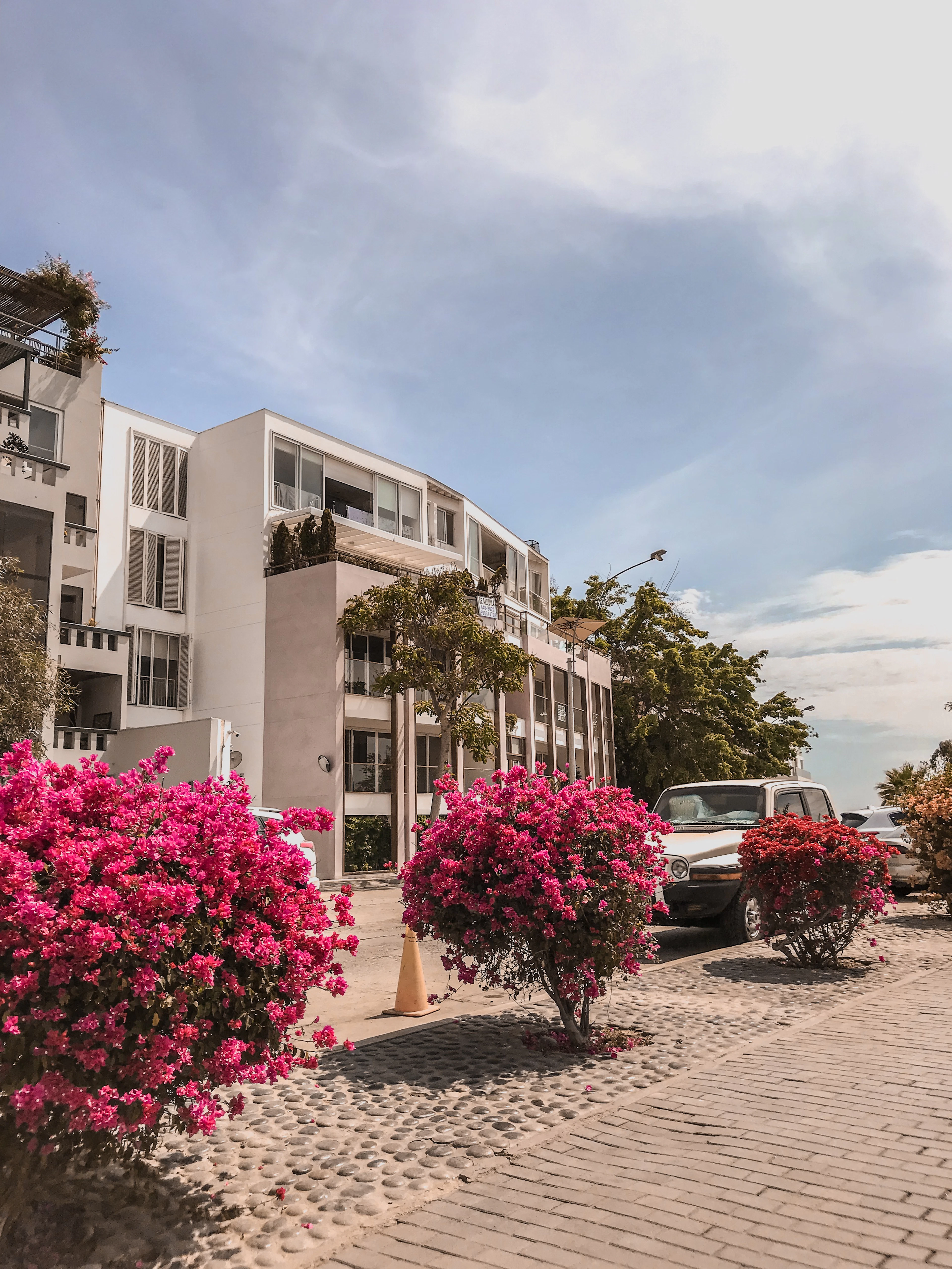 Bougainvillea in full magenta bloom spilling over a cobbled Barranco street in Lima, in front of a white modernist apartment building with balcony terraces and a strip of Pacific sky beyond