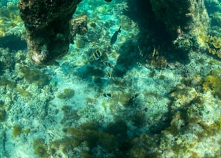 brown and gray rock on body of water