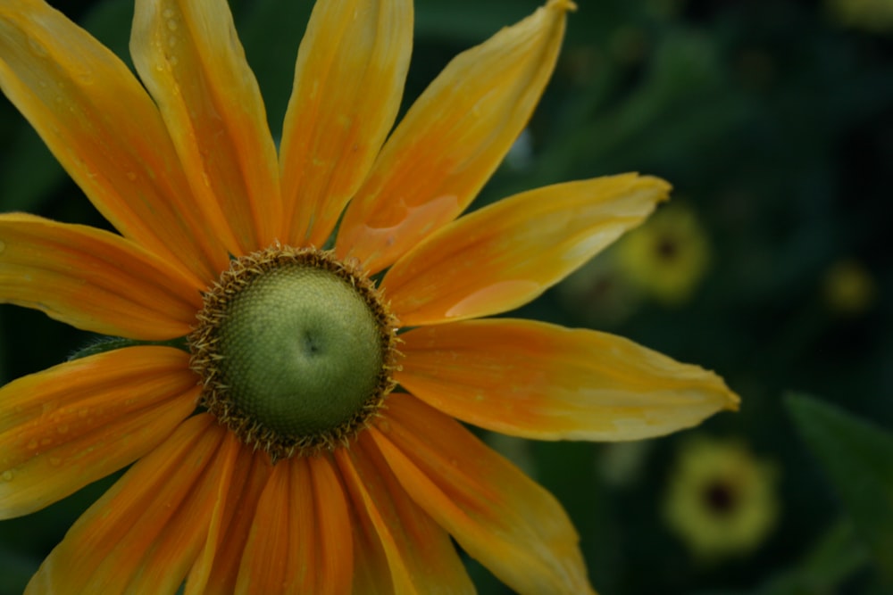 yellow flower in macro shot