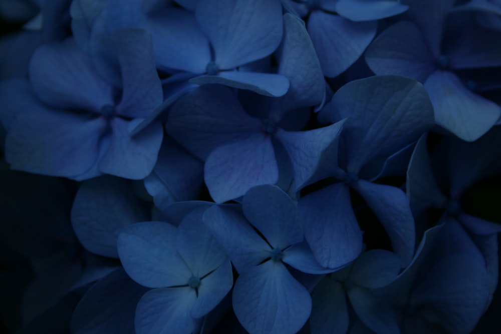 blue flower in close up photography