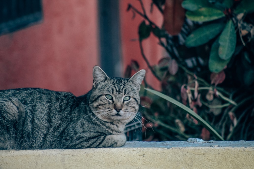 brown tabby cat on gray concrete floor