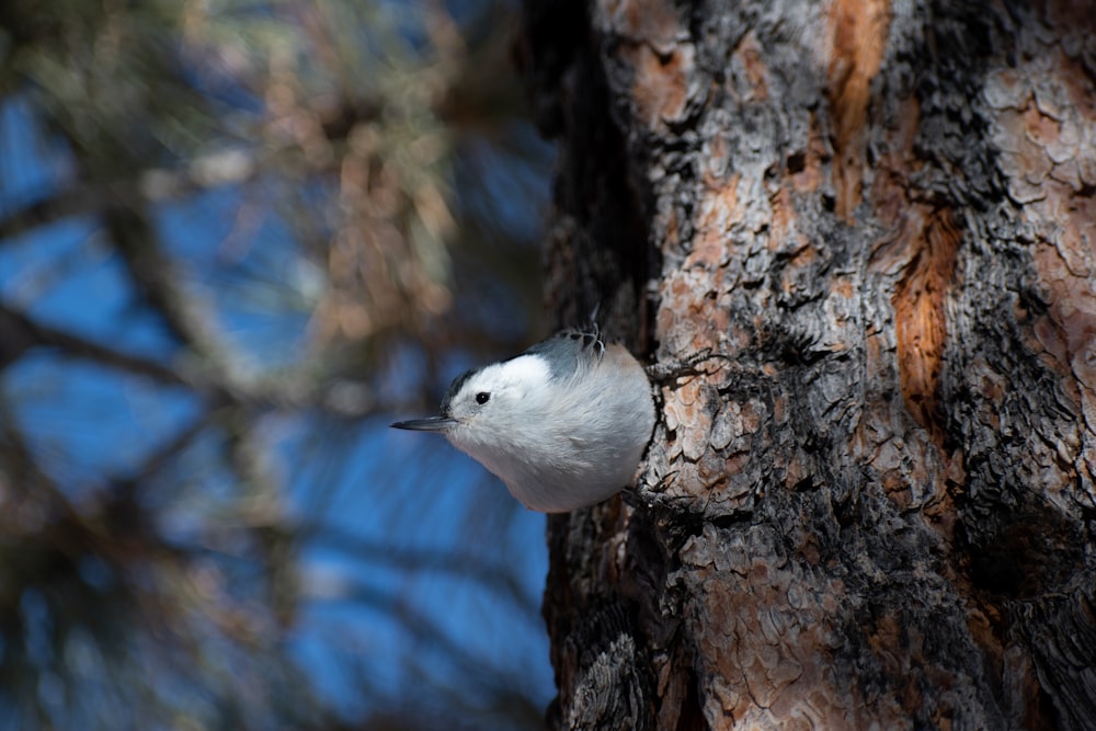 white bird on brown tree branch