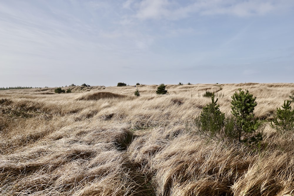 brown grass field under white clouds during daytime