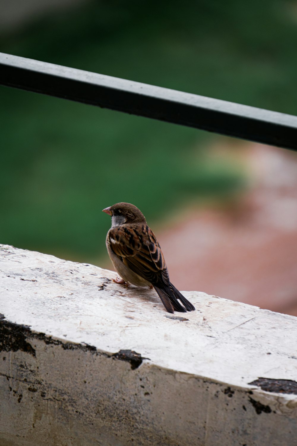 brown bird on white concrete wall