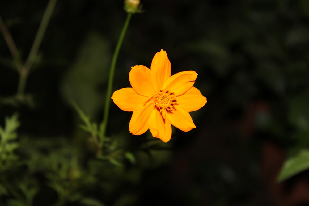 yellow flower in tilt shift lens