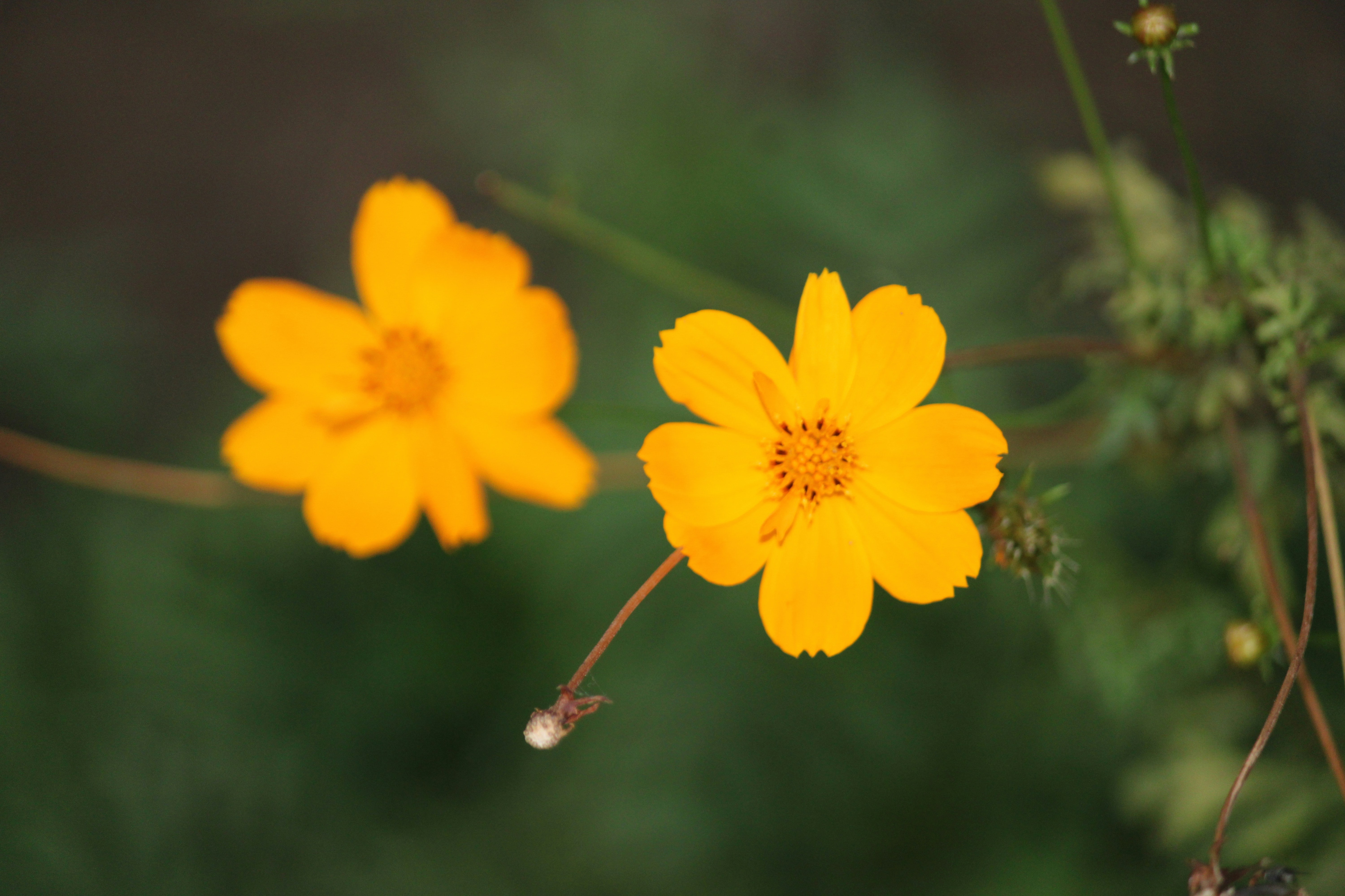 Photo by saurabh5986