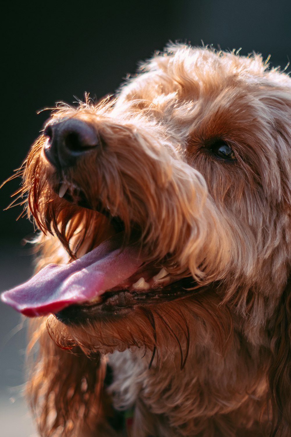 brown curly coated dog with pink and white shirt