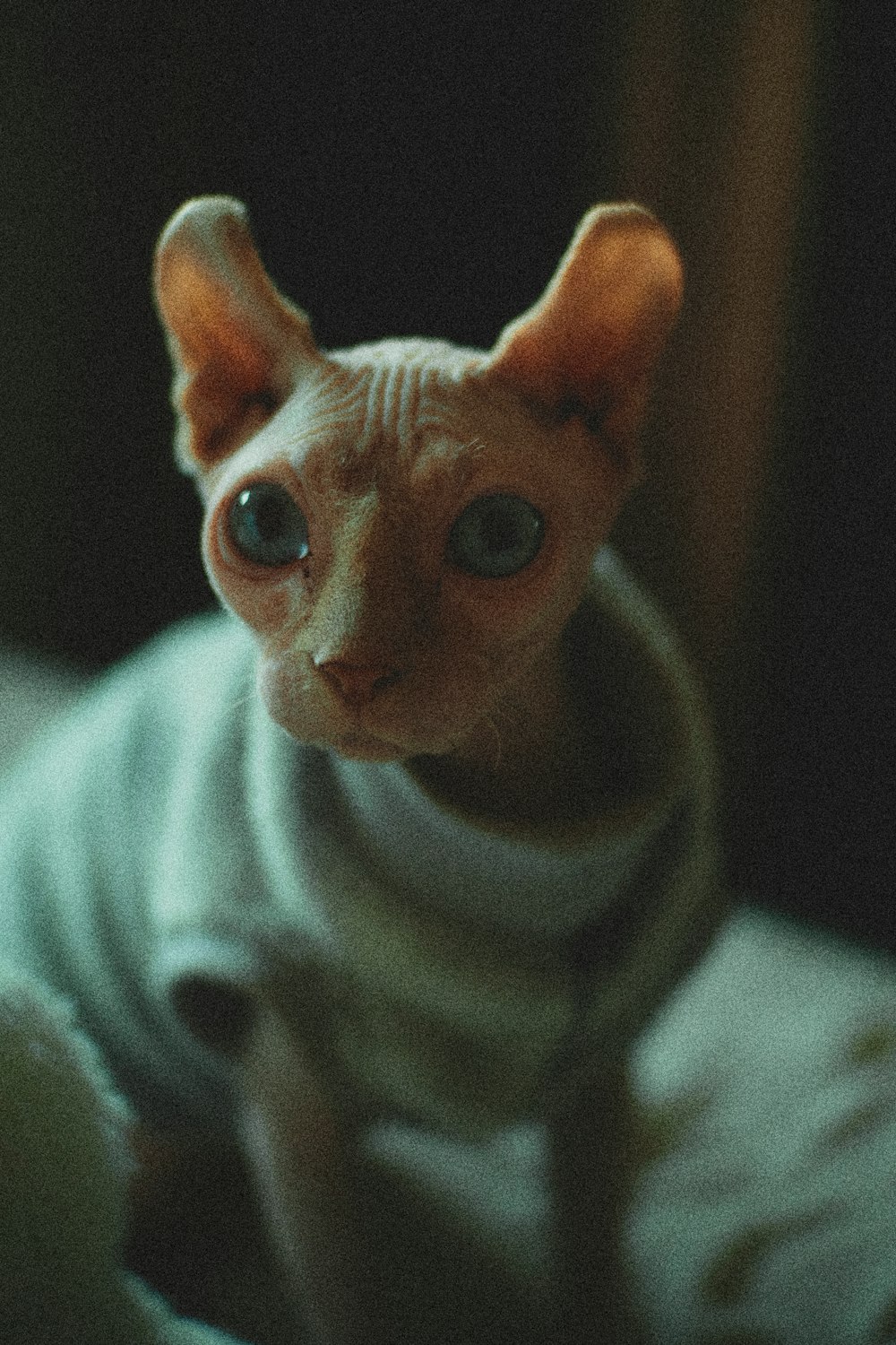 brown cat in white textile