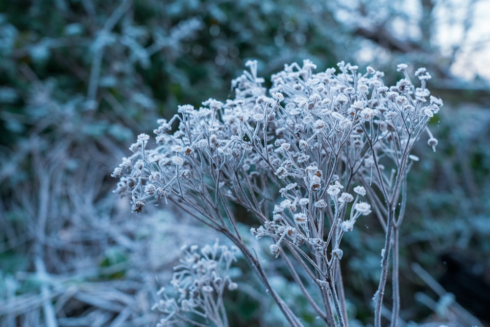 white flowers in tilt shift lens