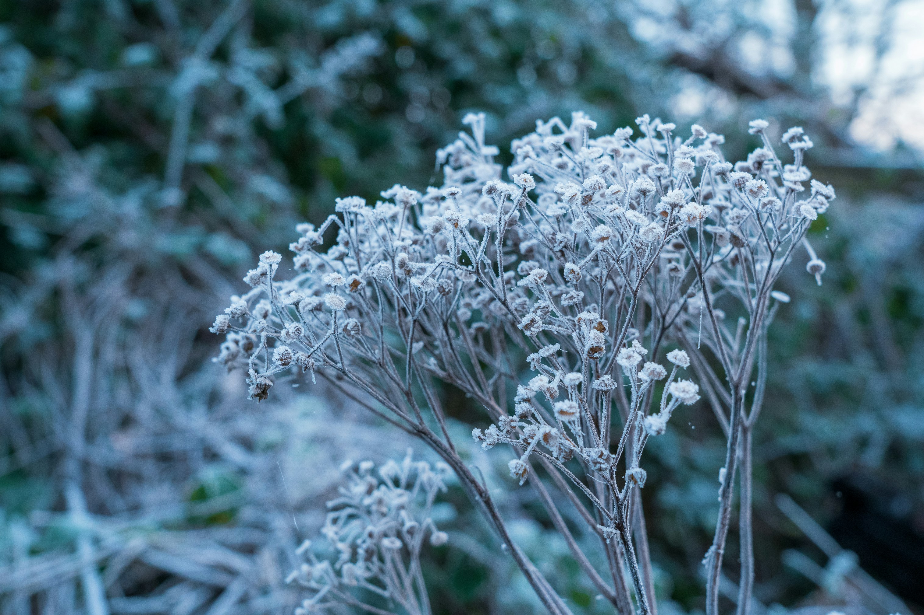 white flowers in tilt shift lens