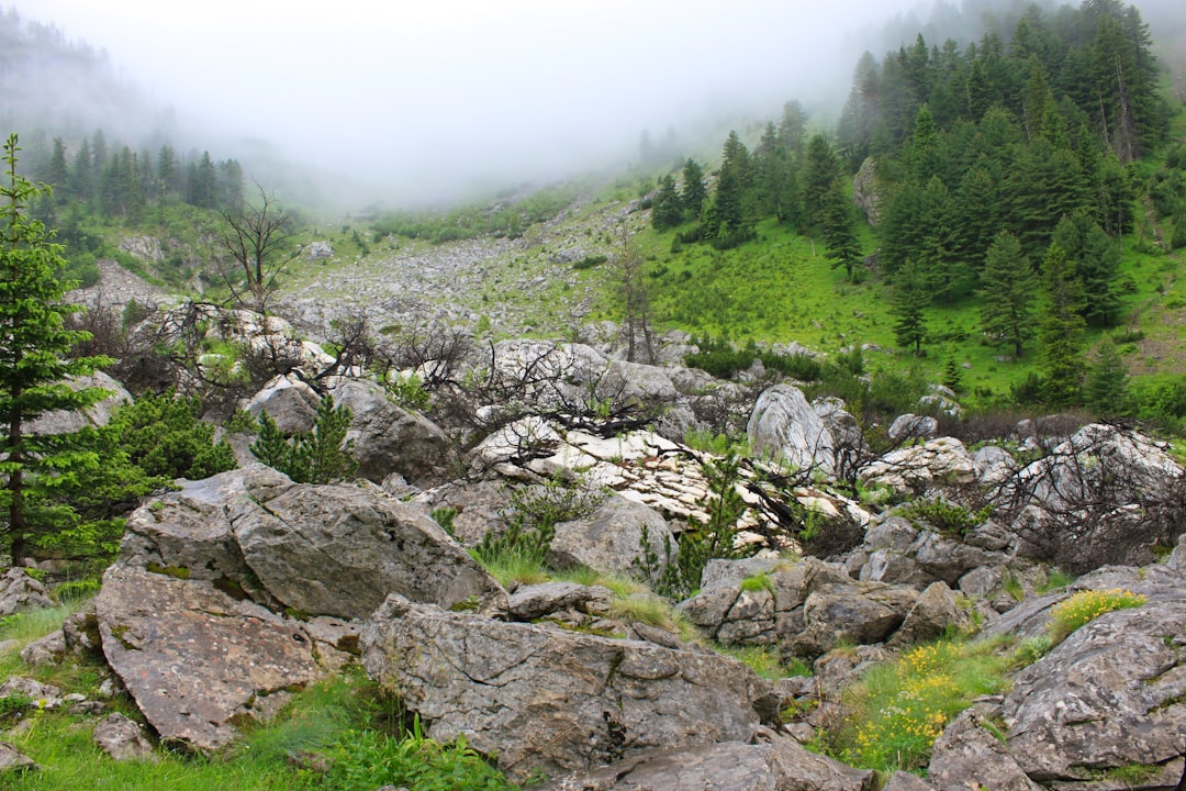 green trees and plants on mountain