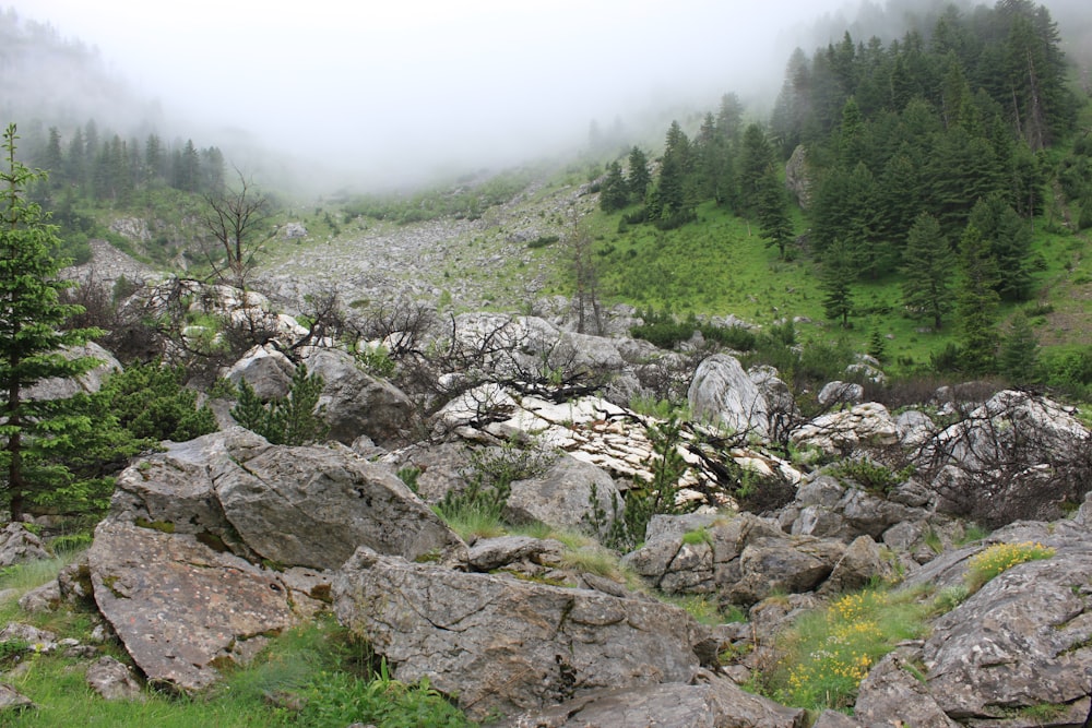 green trees and plants on mountain