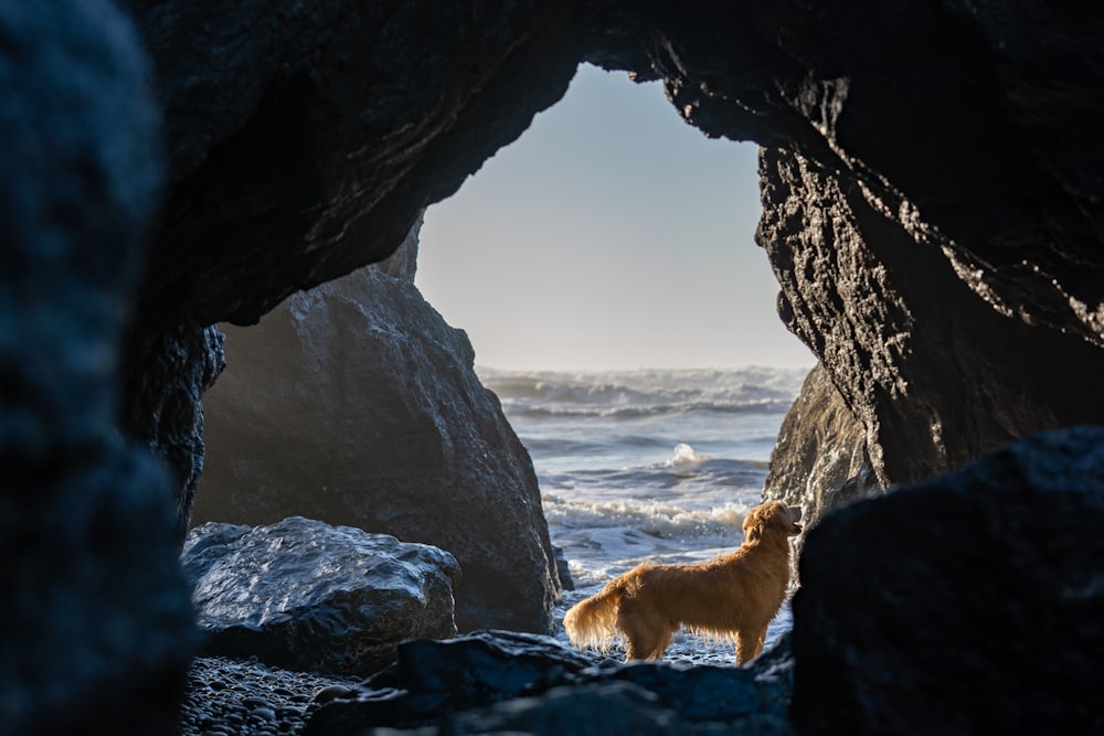 golden retriever on rocky shore during daytime