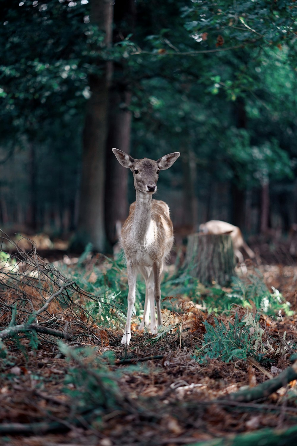 brown deer on brown dried leaves during daytime