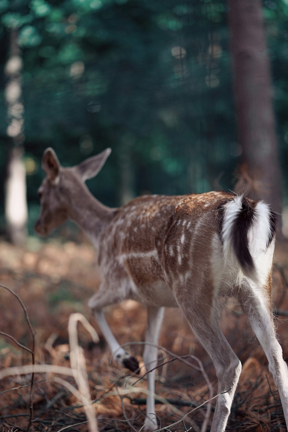 brown and white deer on brown grass during daytime