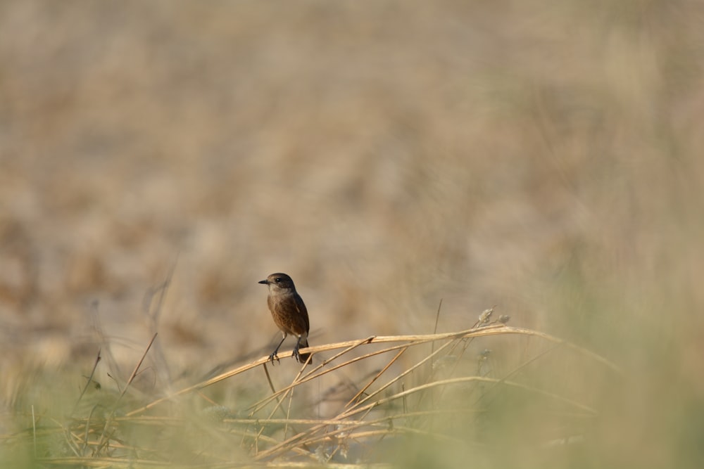 brown bird on brown grass during daytime