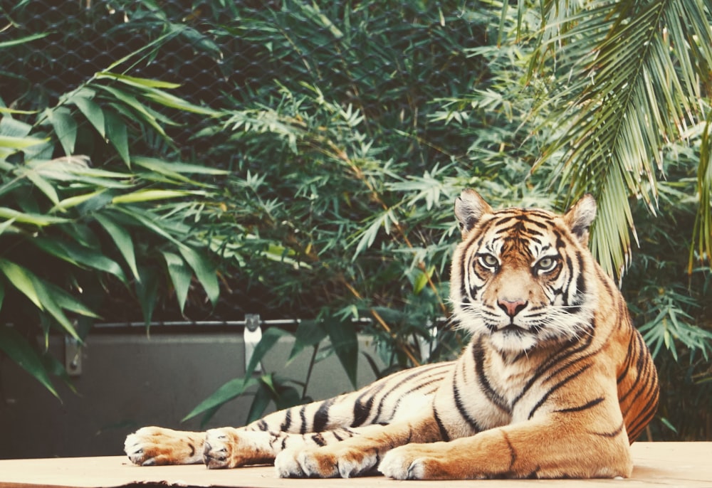 brown and black tiger lying on ground