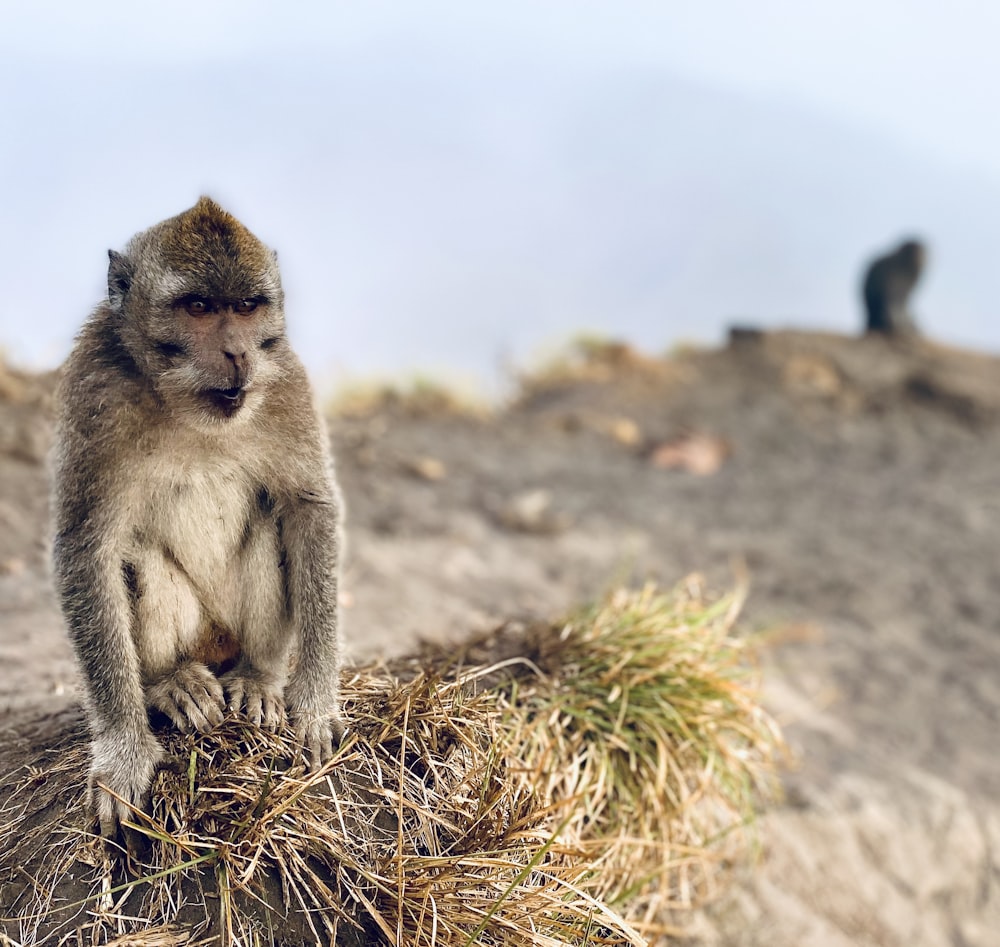 brown monkey sitting on brown grass during daytime