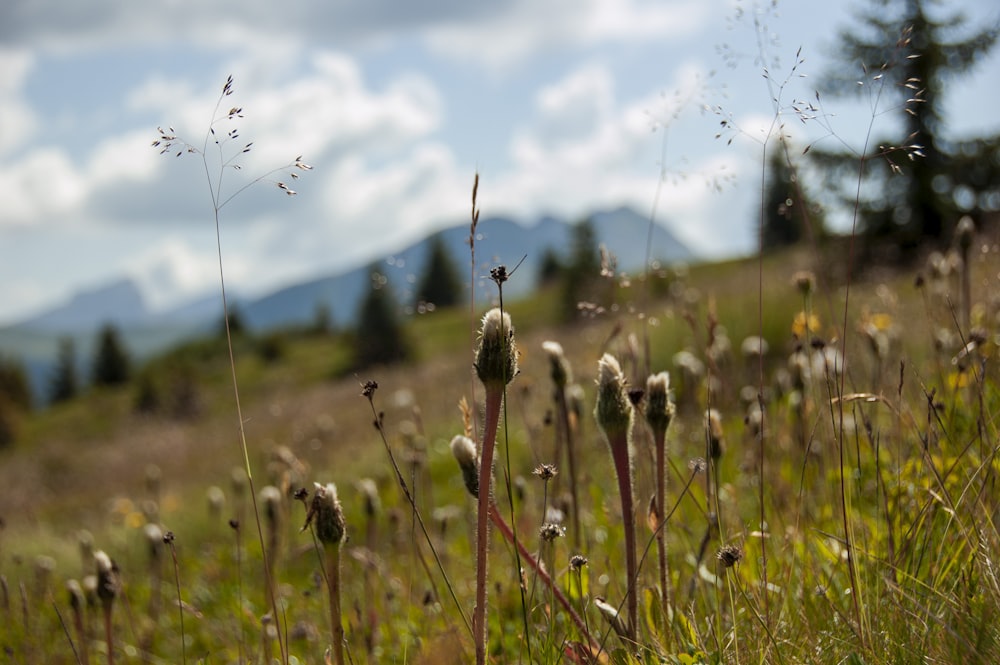 white flower in green grass field during daytime