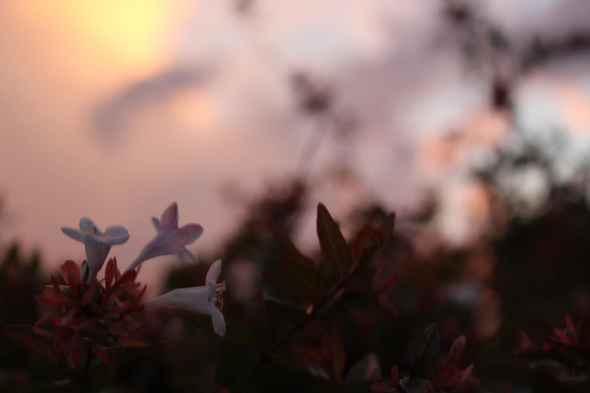A dreamy snapshot of Riya Sanvi taking her first steps, with gentle lavender and peach hues blending in the background.