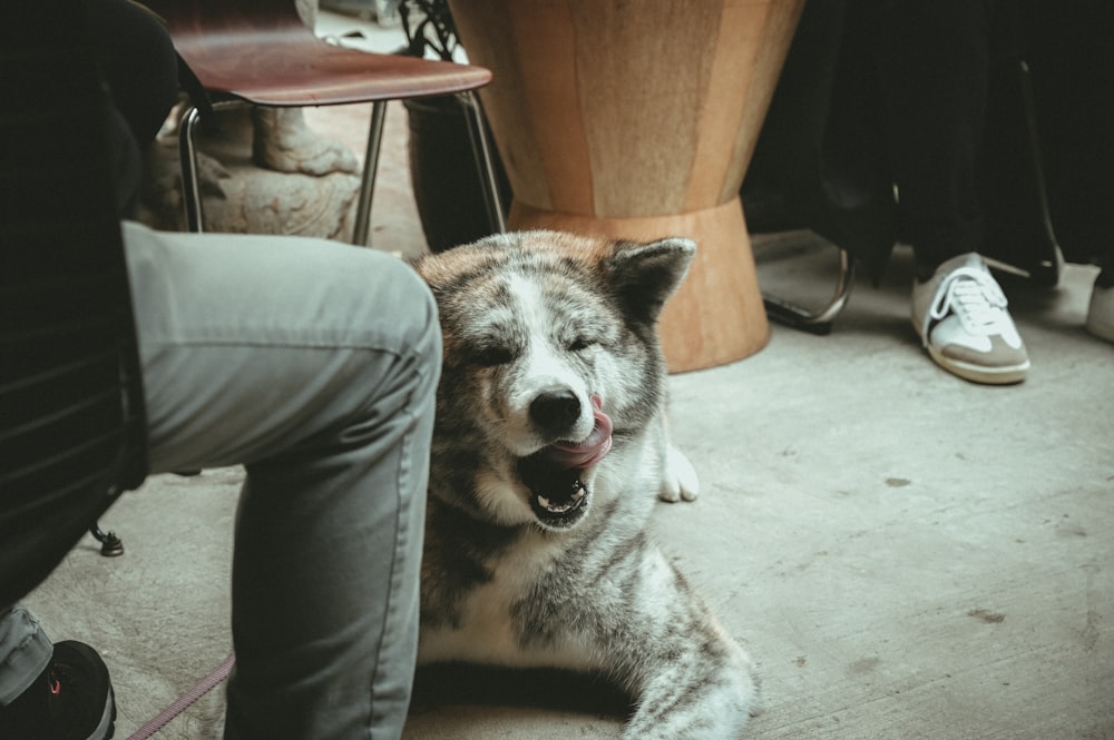 gray and white short coated dog