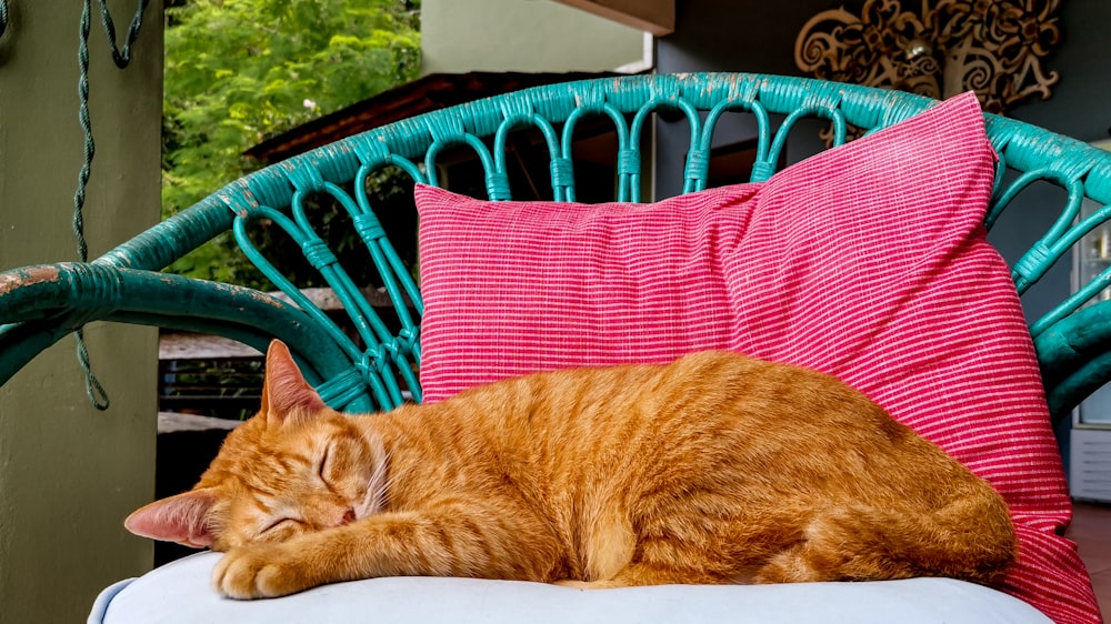 orange tabby cat lying on red and black striped textile