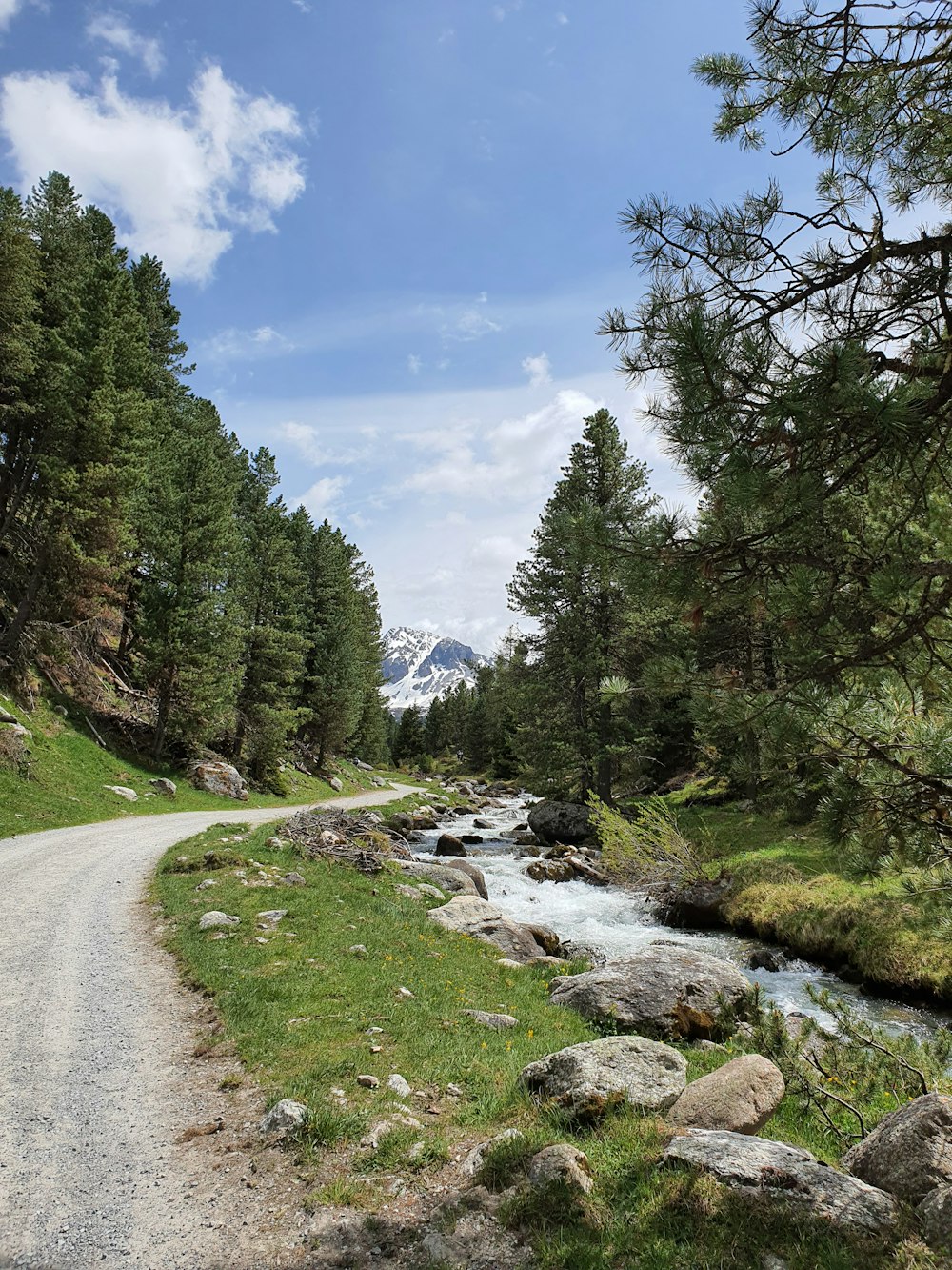 green trees near river under blue sky during daytime