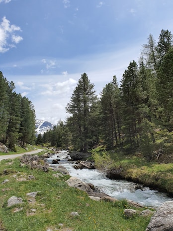 A serene mountain landscape with evergreen trees under a clear blue sky, reflecting the Rocky Mountain tones of the academy.