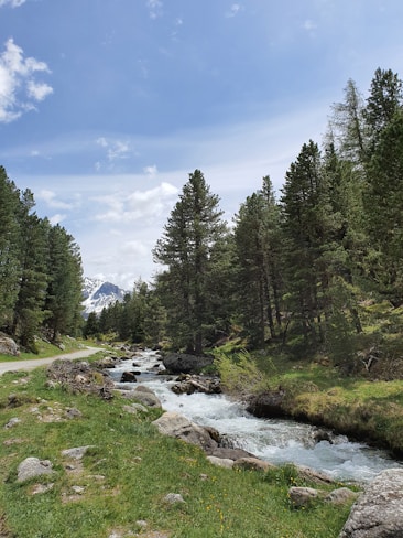 A serene mountain landscape featuring a clear blue sky, tall evergreen trees lining both sides of a rocky stream, and lush green grass and bushes. Snow-capped mountains are visible in the distance.