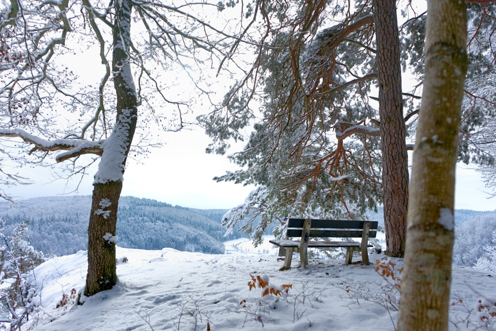 brown wooden bench on snow covered ground near trees during daytime