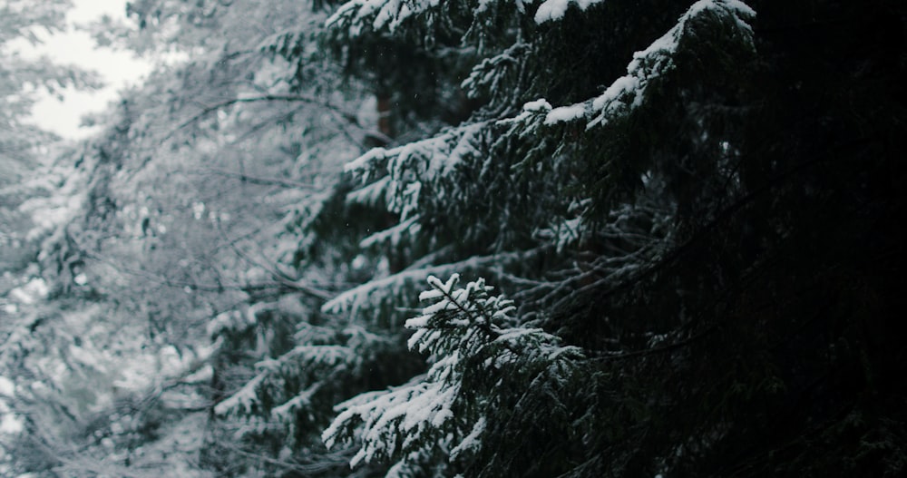 green pine tree covered with snow