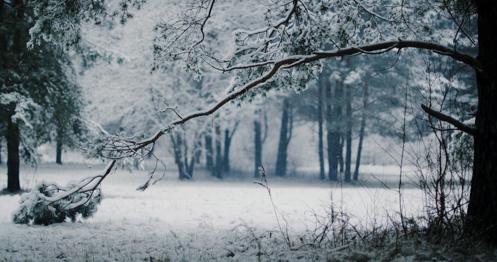 leafless tree covered with snow