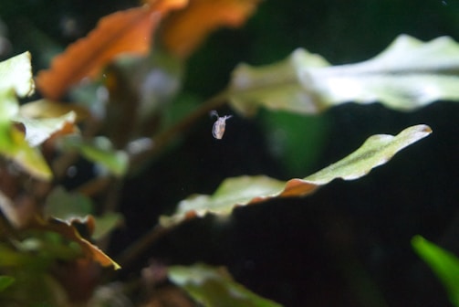 A small, translucent organism appears to be floating amidst green, leafy plants with a blurred background. The leaves have a wavy texture and some are tinged with shades of brown.