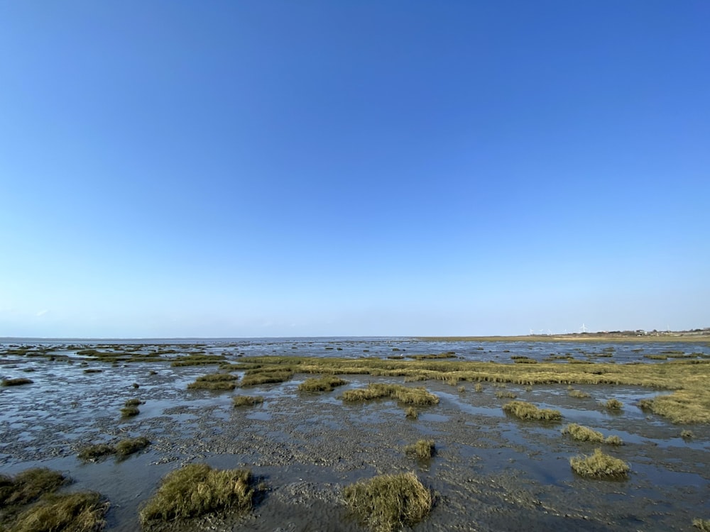 green grass on white sand near body of water during daytime