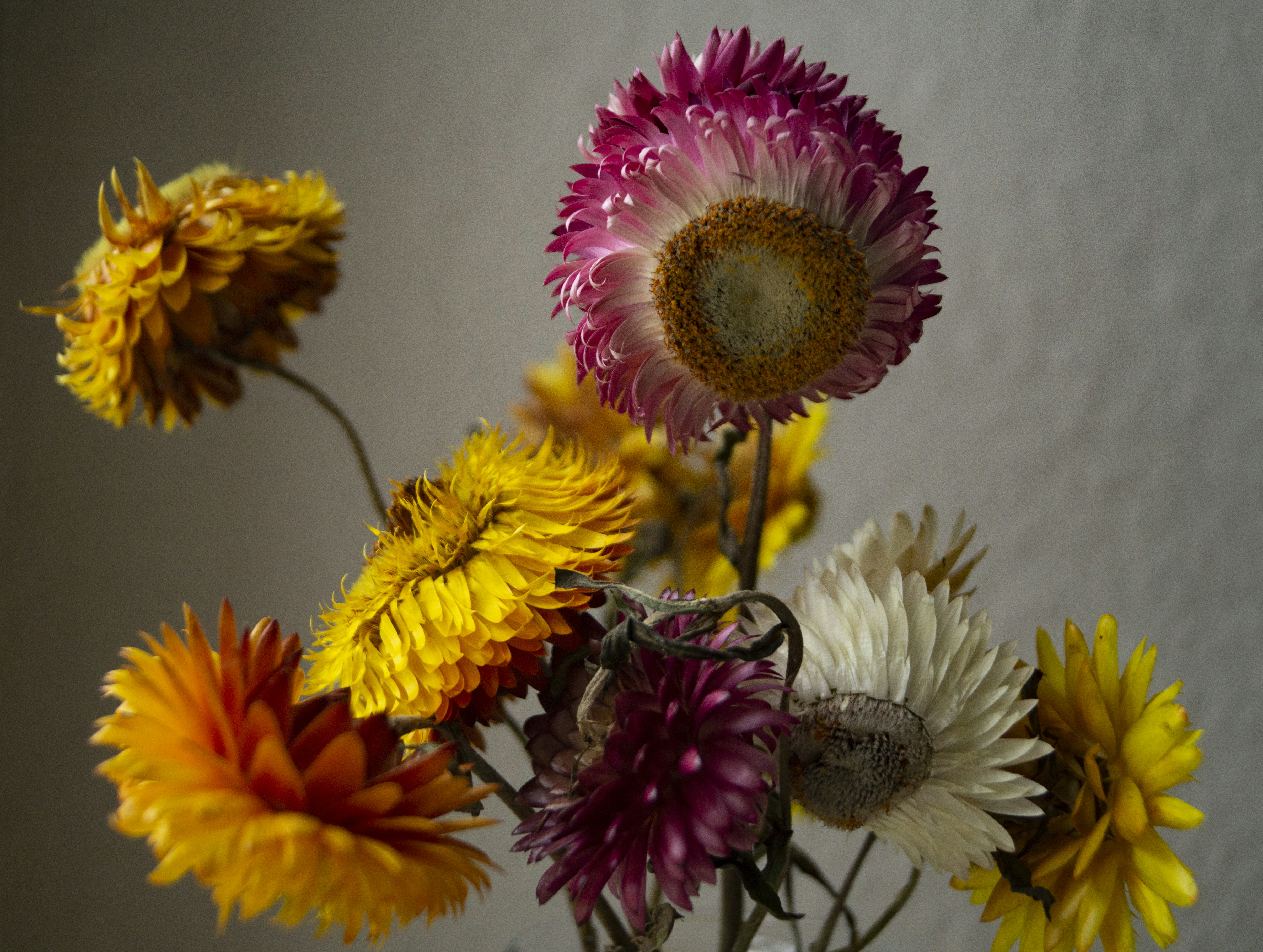 yellow and pink flower in close up photography