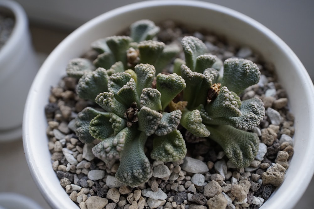 green plant on white ceramic bowl