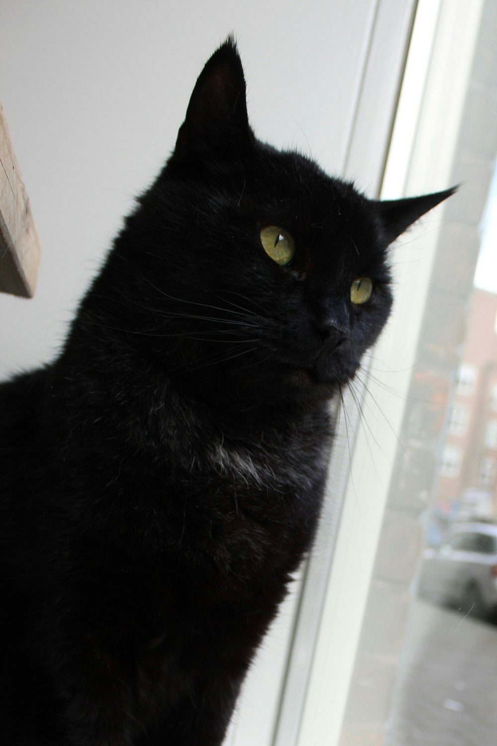 black cat on white wooden shelf