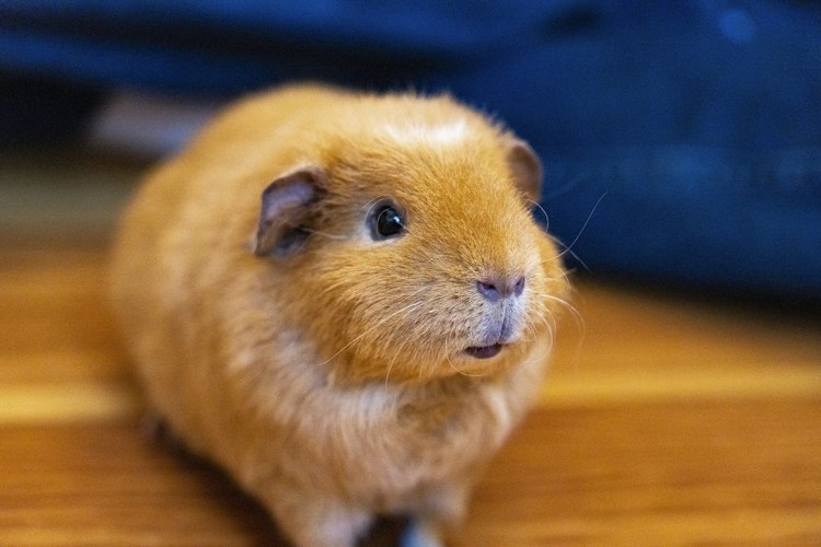 Golden guinea pig portrait showing its rounded face and short coat