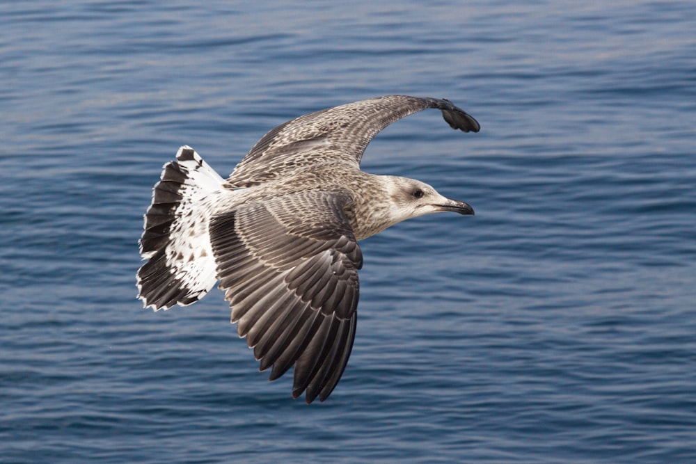 pássaro marrom e branco voando sobre o mar durante o dia