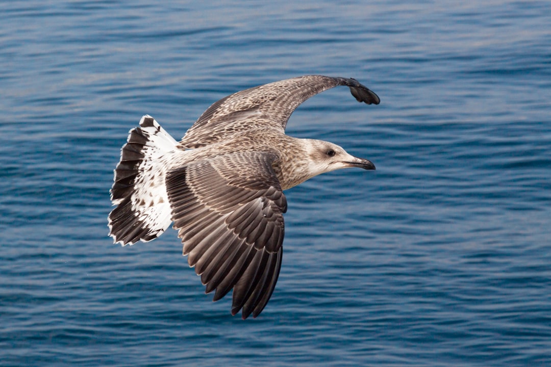 brown and white bird flying over the sea during daytime