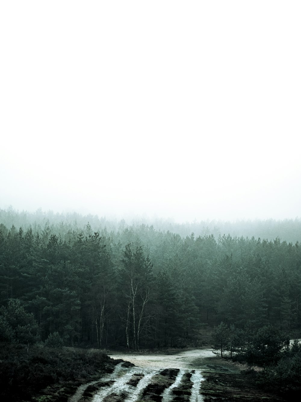 green trees under white sky during daytime